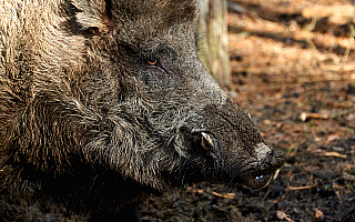 To już 50 przypadek afrykańskiego pomoru świń u dzików na Warmii i Mazurach
